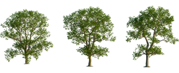 Carya illinoinensis tree, front view, cutout, transparent background, isolate, Vibrant green tree isolated on black background for design elements