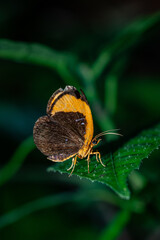 Obraz premium an orange-brown butterfly perched on a leaf
