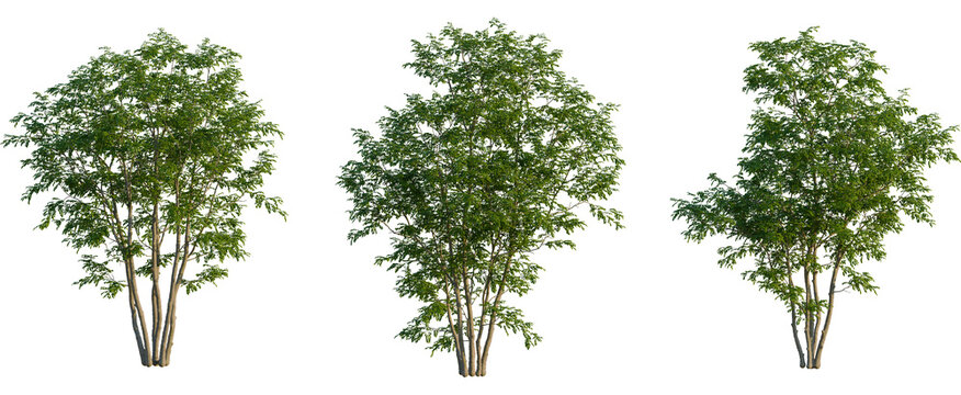 Celtis julianae tree, front view, cutout, transparent background, isolate, Vibrant green tree with slender trunks against stark black background