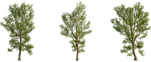 Betula lenta tree, front view, cutout, transparent background, isolate, Majestic tree with vibrant green leaves on a clean black background