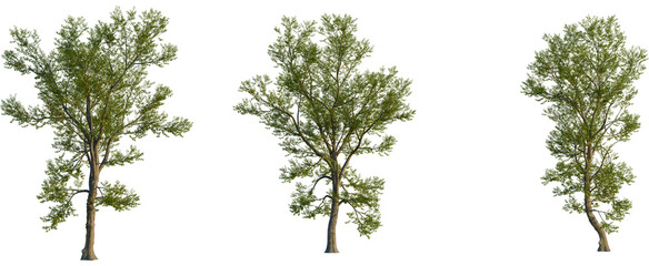 Betula lenta tree, front view, cutout, transparent background, isolate, Majestic tree with lush green leaves standing tall against black backdrop