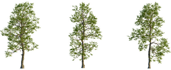 Populus cathayana tree, front view, cutout, transparent background, isolate, Majestic tree with vibrant green leaves isolated against black background
