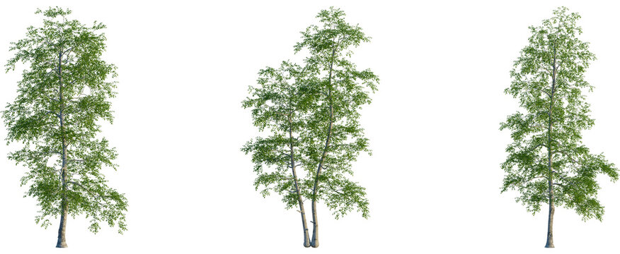 Betula populifolia tree, front view, cutout, transparent background, isolate, Beautiful silver birch tree with lush green leaves against black backdrop