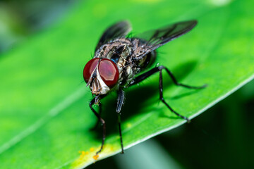 Fototapeta premium Macro photo of a fly perched on a fresh green leaf