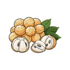 Duku fruit with a white background