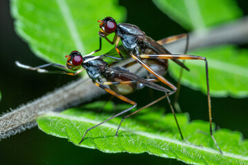 A pair of long-legged flies are mating on a fresh green leaf