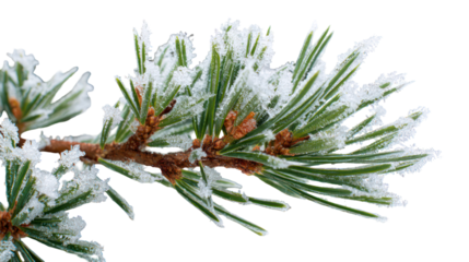 Close up of a pine branch covered in frost isolated on transparent background