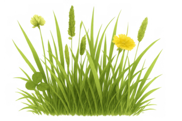 Green grass clump with flowering dandelion, white clover, and meadow foxtail, nature growth on transparent background