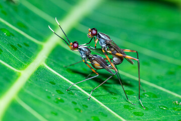 A pair of long-legged flies are mating on a fresh green leaf
