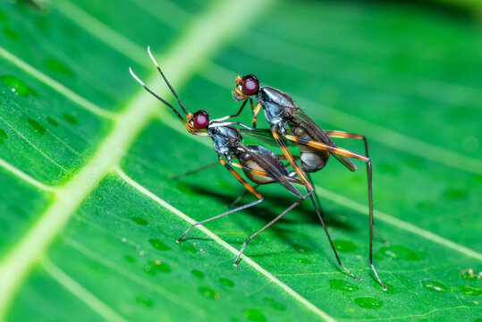 A pair of long-legged flies are mating on a fresh green leaf