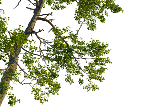Populus cathayana tree, corner view, cutout, transparent background, isolate, Vibrant green tree canopy branches isolated against deep black background
