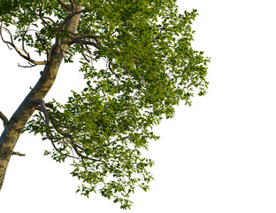 Sassafras albidum tree, corner view, cutout, transparent background, isolate, Vibrant green tree foliage isolated against deep black background for design