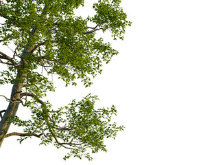 Sassafras albidum tree, corner view, cutout, transparent background, isolate, Vibrant green tree canopy with textured bark isolated on black background
