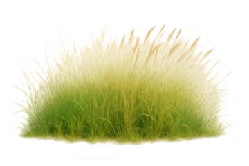 Green grass tuft with fluffy plumes on transparent background, individual plant isolated for design elements