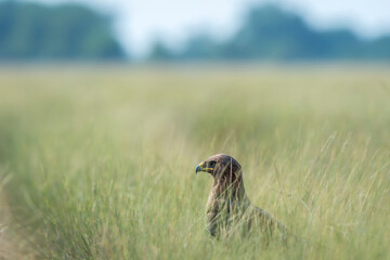Wild Greater spotted eagle or Clanga clanga bird close up or portrait perched on ground in open grassland and winter season migration at keoladeo national park bharatpur bird sanctuary rajasthan india