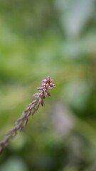 caterpillar on a branch