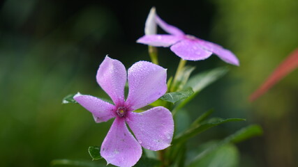 purple flower in the forest
