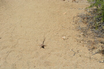 Lizard Scurrying Across the Sandy Trail in a Sunlit Desert Environment