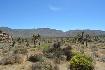 Vast Desert Landscape With Unique Plants Under a Bright Blue Sky Showcases the Beauty of Nature