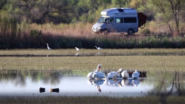 A flock of White Pelicans plus Great Egrets and a camper van at Bosque del Apache National Wildlife Refuge in New Mexico