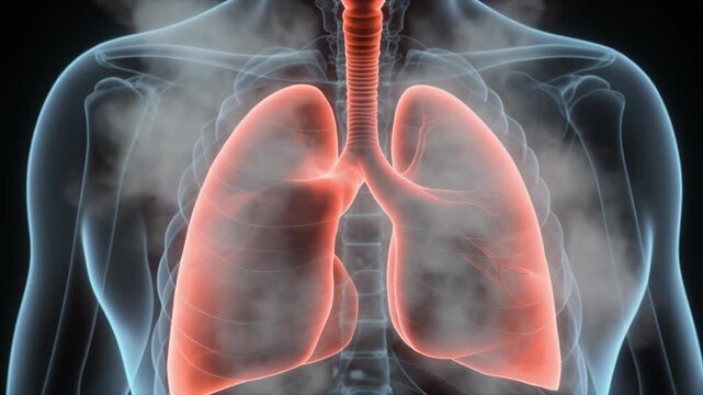 Torso shows the lungs and skeleton