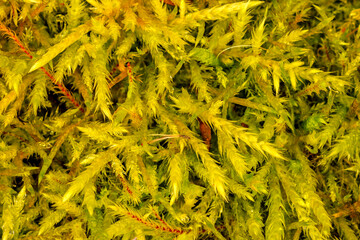 Dewdrops on moss macro photo