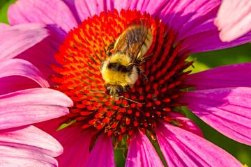 Macro photo bumblebee on Purple Coneflower
