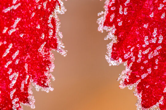 Ice crystals on rasberry leaves in fall