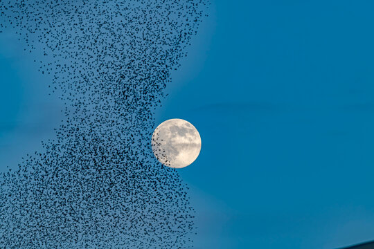 Starlings murmuration  approaching the December 2025 Supermoon at Bruneau Dunes