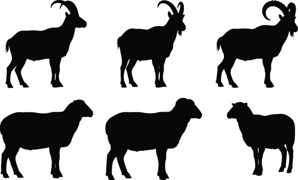 Black Silhouettes of Domestic Sheep and Wild Mountain Goats with Curved Horns Vector Collection for Farm Animals and Wildlife Design.