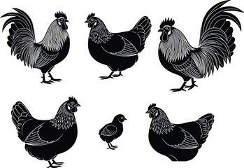 Poultry Vector Illustrations Featuring Roosters, Hens, and Baby Chick Black Silhouettes for Agriculture Logos © Yeasrin