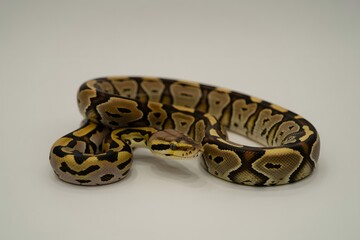 Fototapeta premium Adorable ball python with beautiful patterns isolated on white background