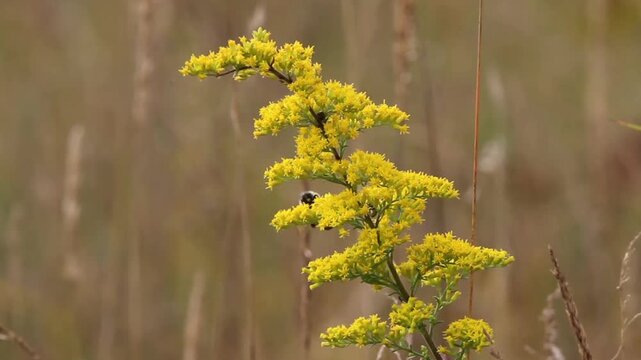 A bee pollinates a tall Goldenrod on a midwestern prairie in autumn