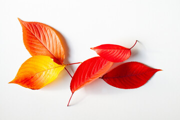 紅葉した桜の葉