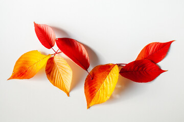 紅葉した桜の落ち葉