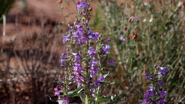 Bees in tall Purple Penstemon wildflowers in summer in southern Utah
