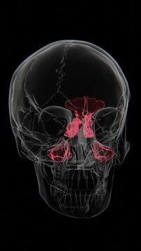 X-Ray video of Paranasal sinuses | Paranasal sinuses Video in X-Ray | Paranasal sinuses indication video in Vertical format