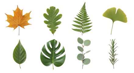 A collection of various leaves and plants png transparent