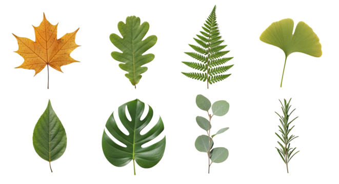 A collection of various leaves and plants png transparent