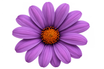 Purple flower blooming, a vibrant daisy with orange center, isolated on a transparent background, spring and summer flora