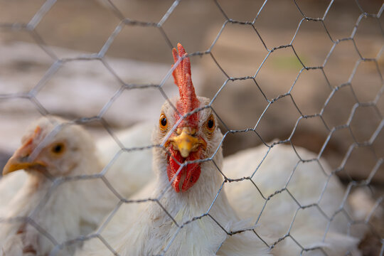 White rooster looking through a wire mesh fence, close up view