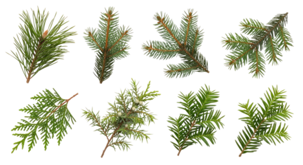 Various pine and juniper branches on a png transparent