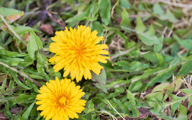 地面に元気に咲く二輪のたんぽぽの花