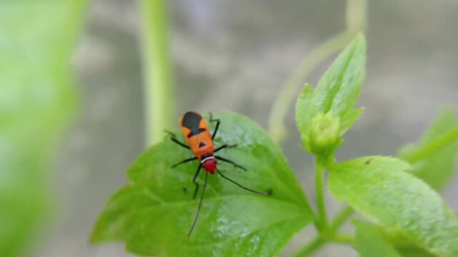 macro  cotton bug (Dysdercus cingulatus) on a bush, family Pyrrhocoridae.