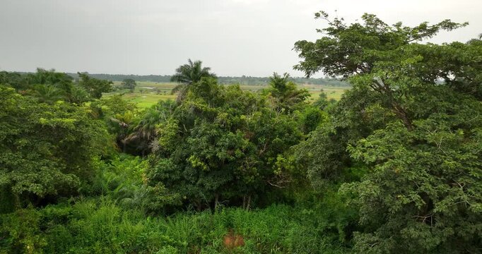 Drifting Through Nature Bissau&rsquo;s Green Serenity