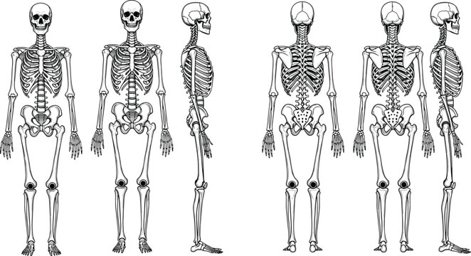 Full Body Anterior, Lateral, and Posterior Anatomy Diagrams for Medical, Educational, and Scientific Content