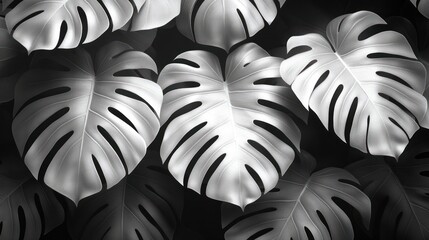 Elegant Monstera Leaf Arrangement in Shades of Gray, Artistic Design