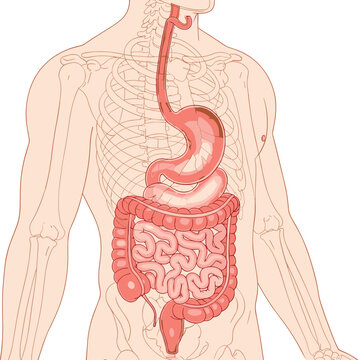 Here is a title and a comprehensive list of keywords for your Adobe Stock vector illustration of the human digestive system, focusing on internal anatomy and health for SEO.