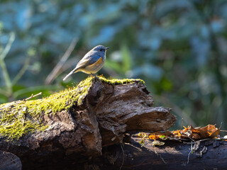 森の中のルリビタキ