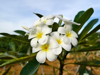kamboja flower (Plumeria obtusa) in the morning